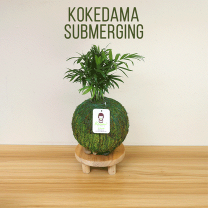 Bonsai Ficus Retusa | Moss Ball Kokedamas