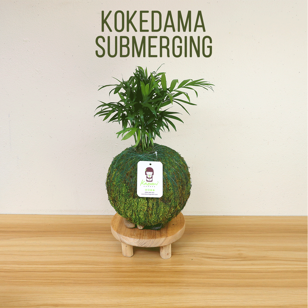 Anthurium | Moss Ball Kokedamas