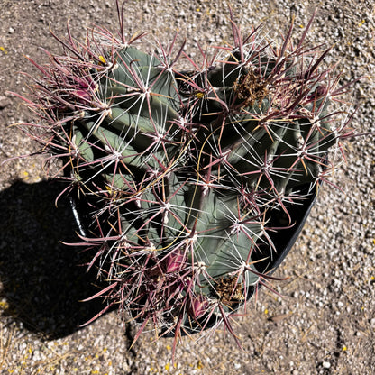 Southwest Barrel Cactus