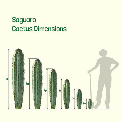 Saguaro Cactus