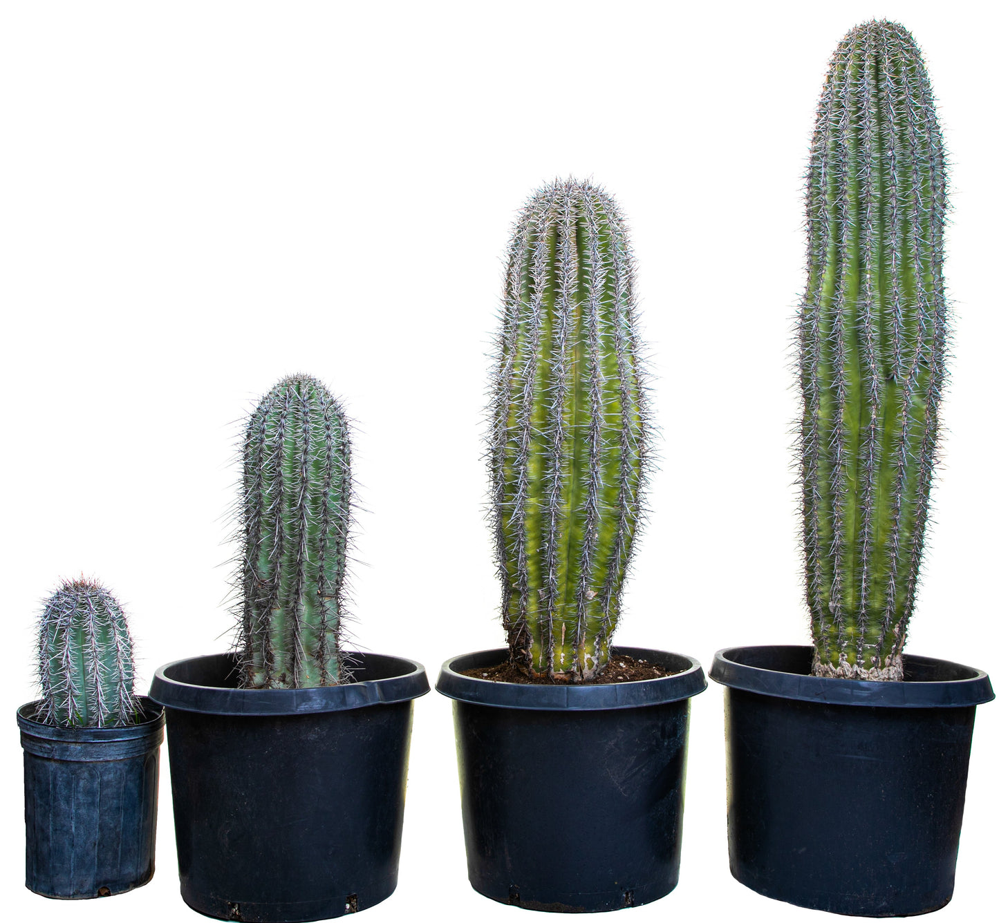 Saguaro Cactus