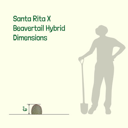 Santa Rita x Beavertail Hybrid