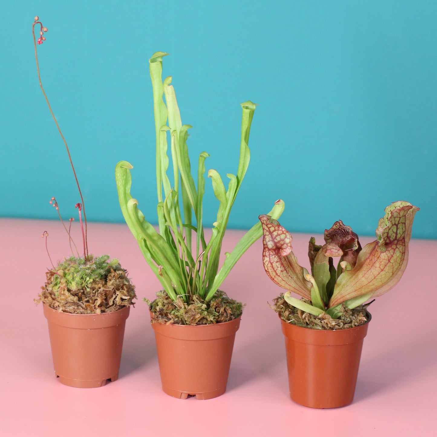 Trio of Terror Carnivorous Plant Bundle