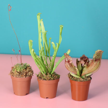 Trio of Terror Carnivorous Plant Bundle