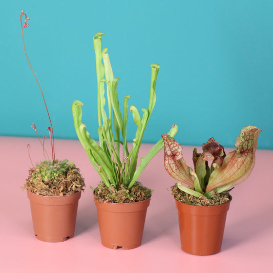 Trio of Terror Carnivorous Plant Bundle