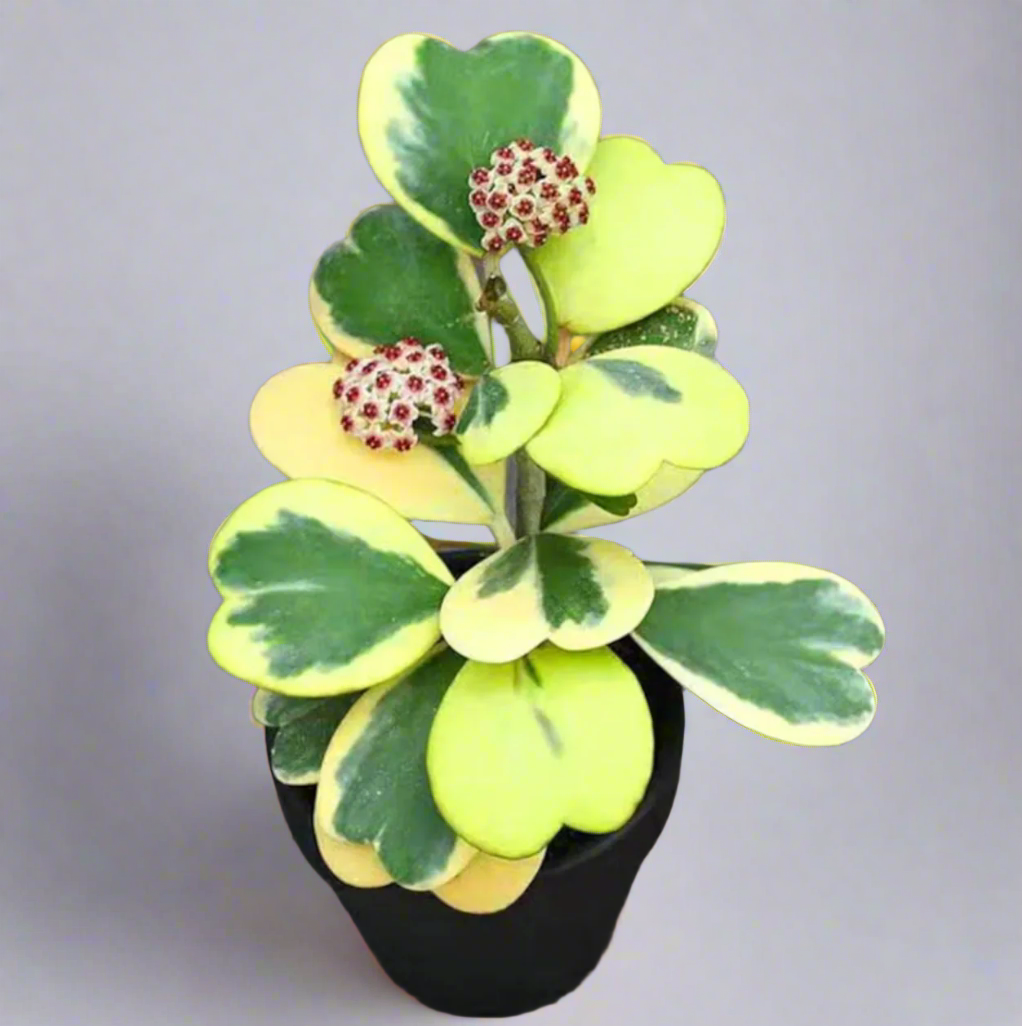 Hoya Kerrii 'Heart' Variegated