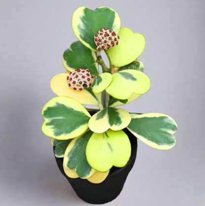 Hoya Kerrii 'Heart' Variegated