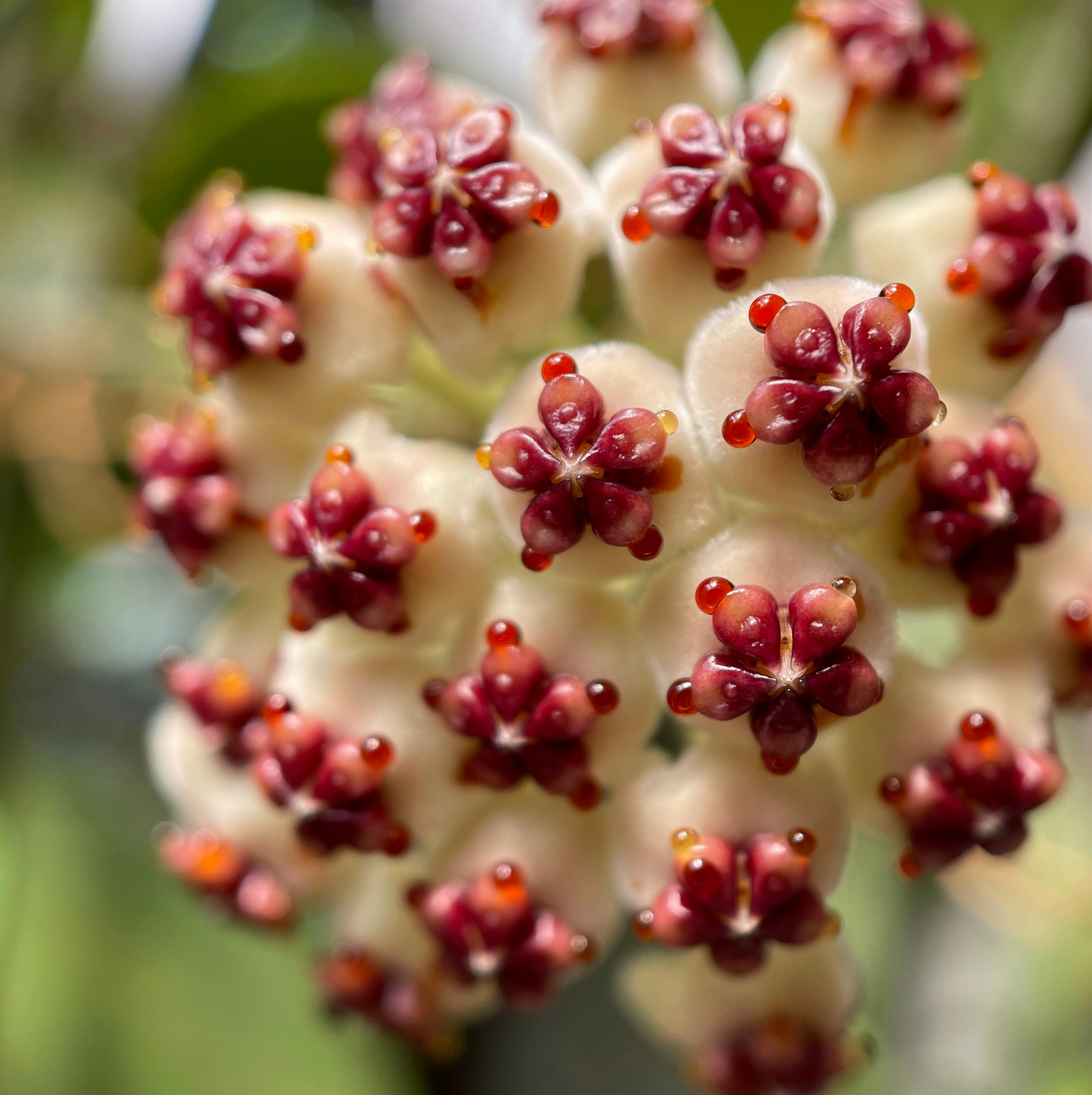 Hoya Kerrii 'Heart' Variegated