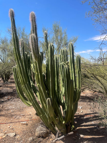 Senita Cactus