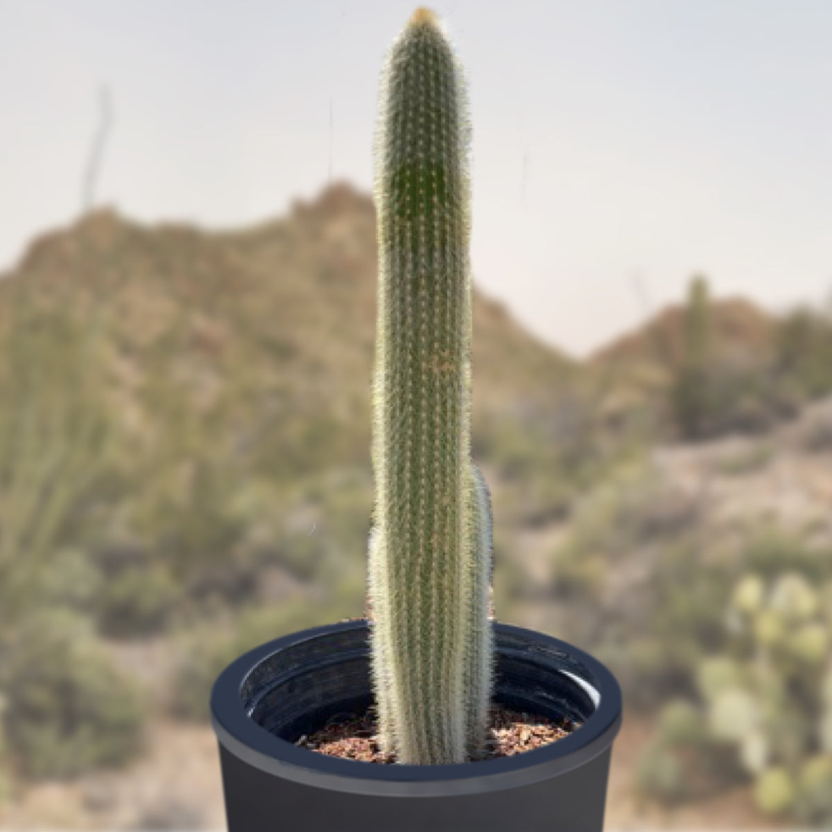 Silver Torch Cactus