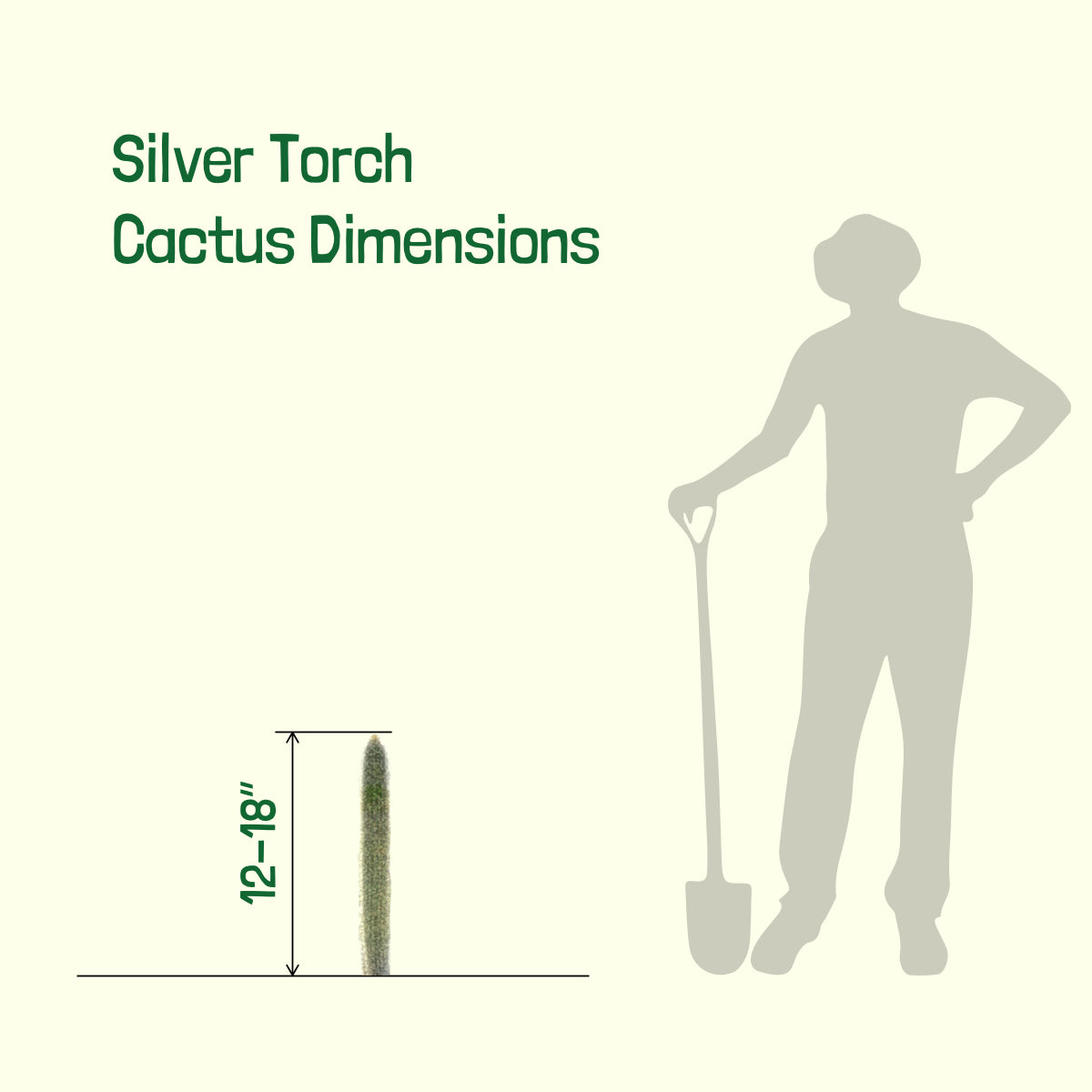 Silver Torch Cactus