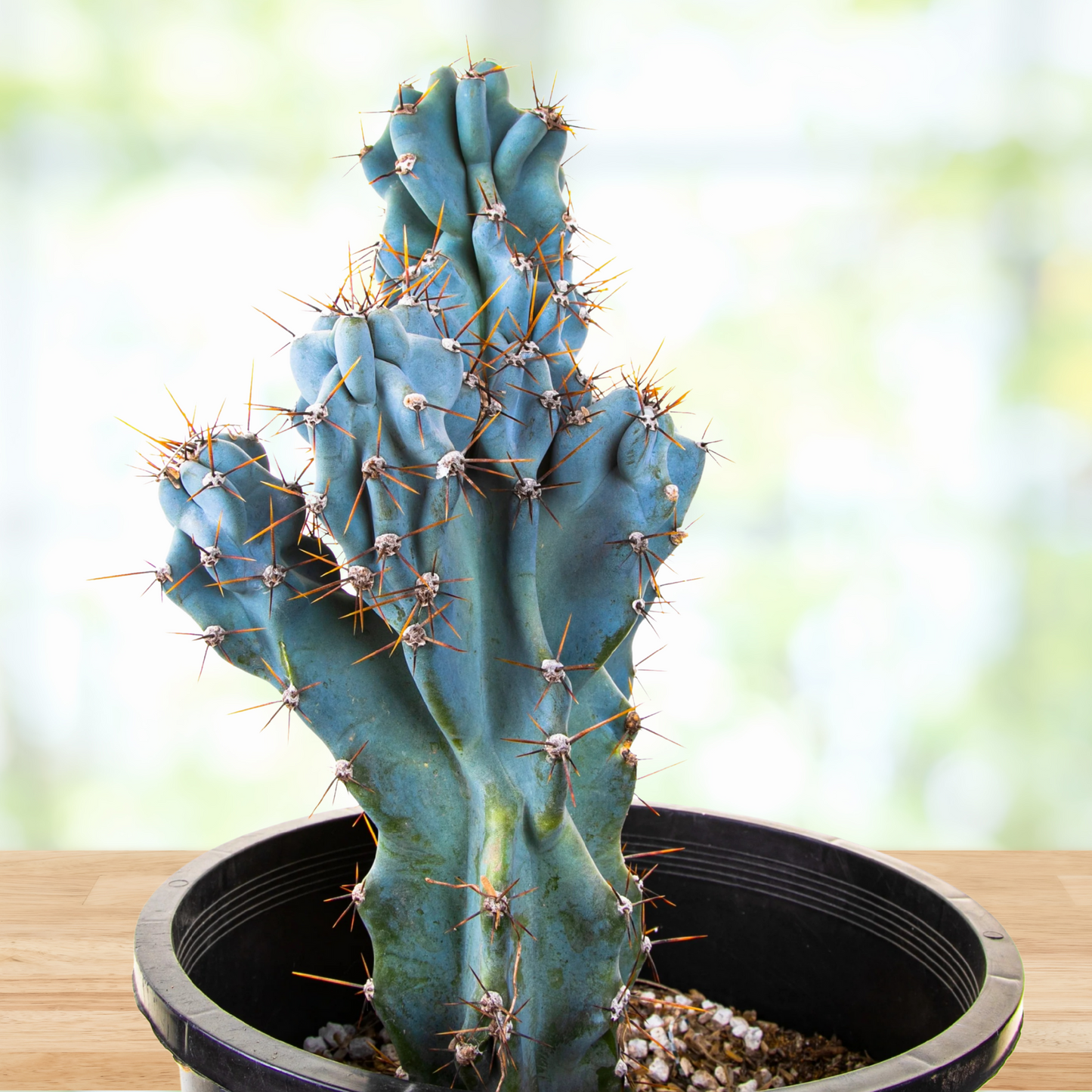 Curiosity Cactus