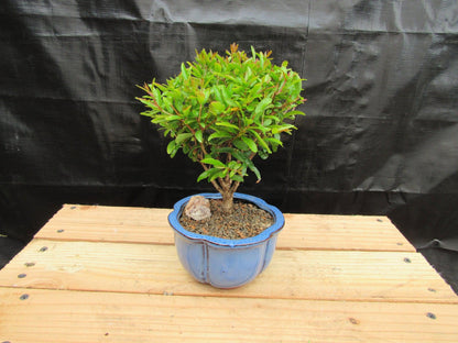 Small Dwarf Pomegranate Bonsai Tree