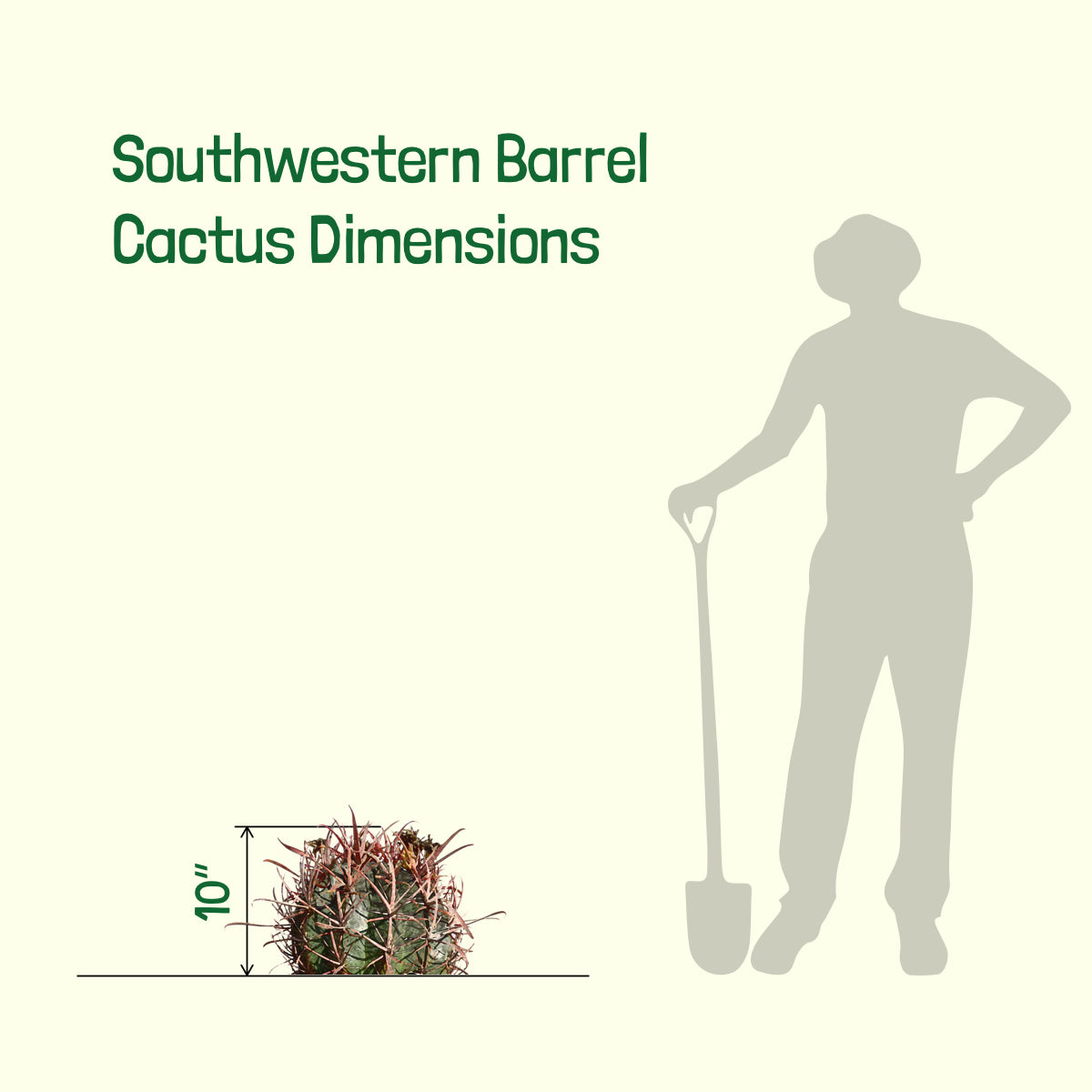 Southwest Barrel Cactus