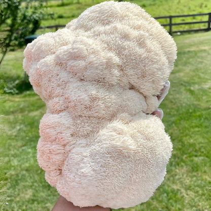 Lion’s Mane “Ready-To-Fruit” Grow Kit