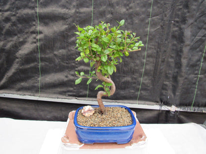 Sweet Plum Bonsai Tree - Large Curved Trunk Style