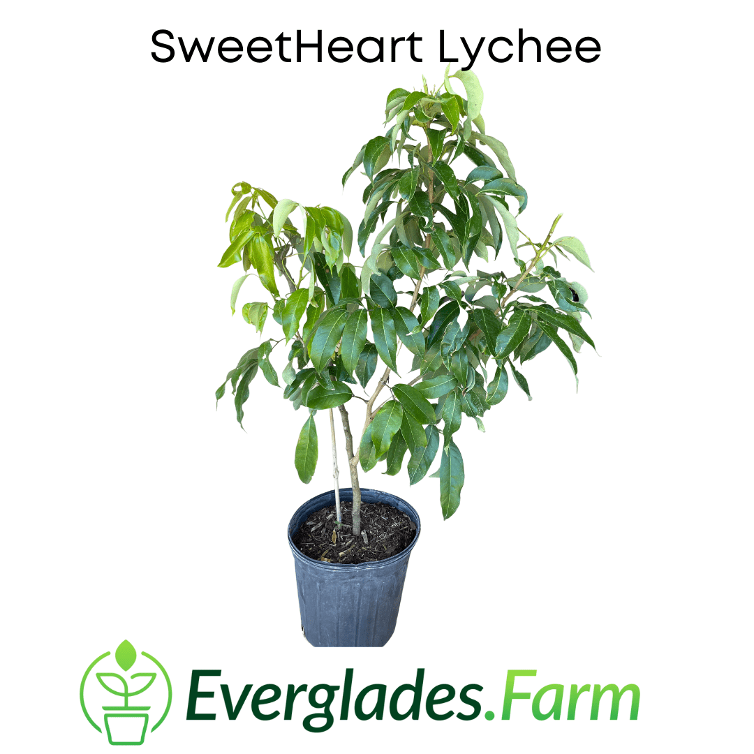 SweetHeart Lychee Tree