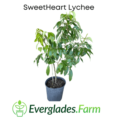 SweetHeart Lychee Tree