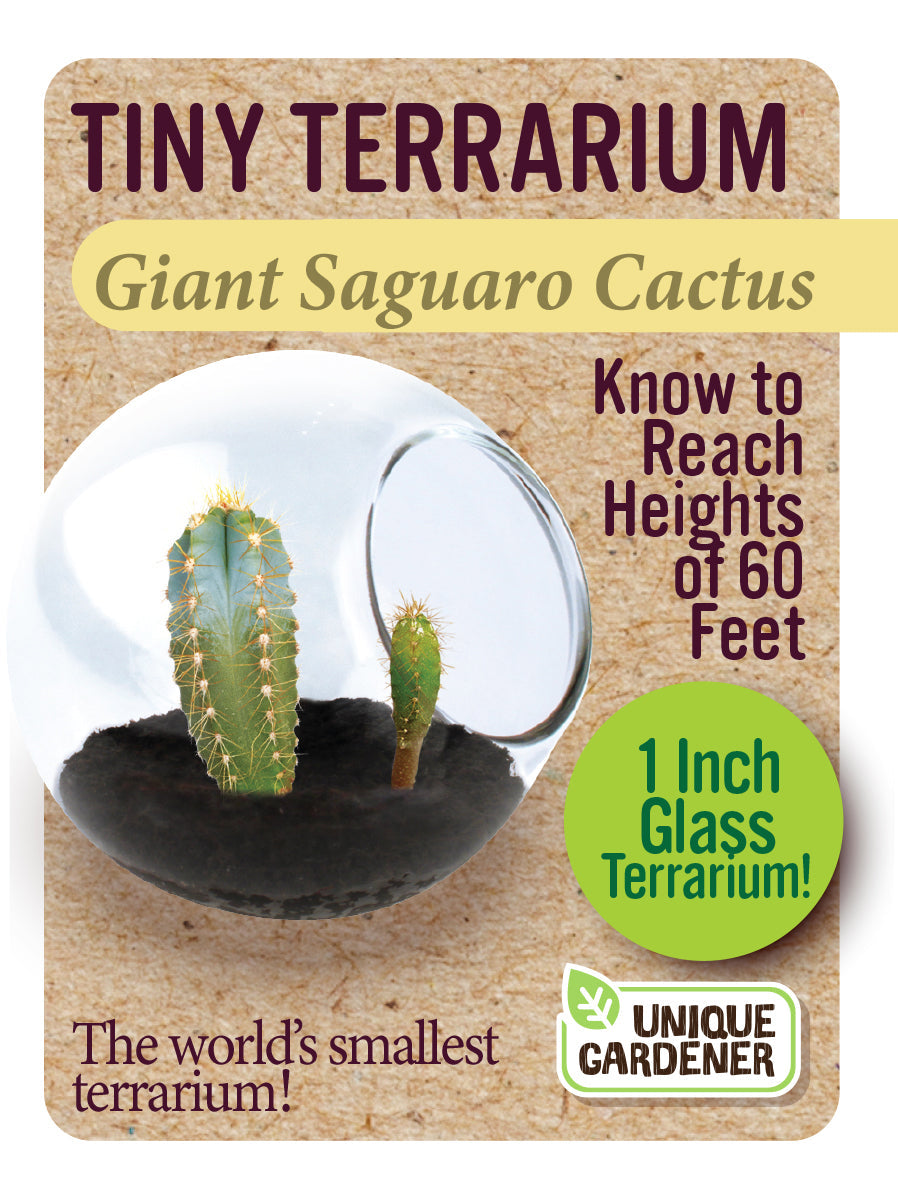 Cacti Tiny Terrariums Bundle - 1 each of 6 Varieties