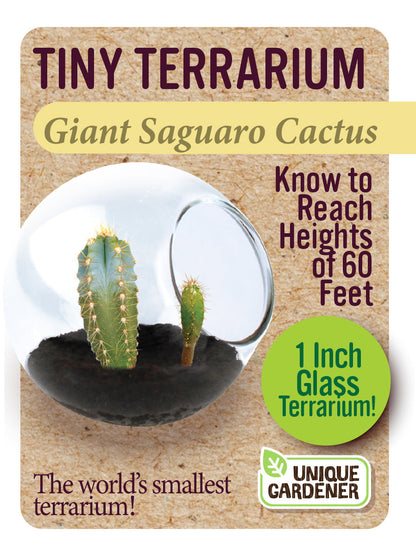 Cacti Tiny Terrariums Bundle - 1 each of 6 Varieties