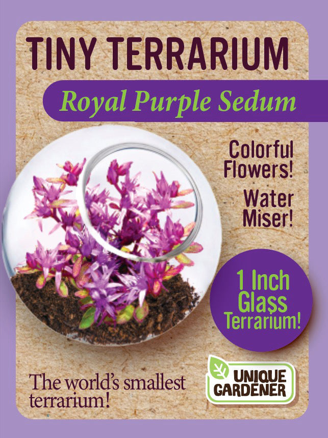 Sedum Tiny Terrariums Bundle - 1 each of 4 Varieties