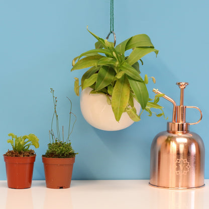 Carnivorous Carnival Plant Bundle