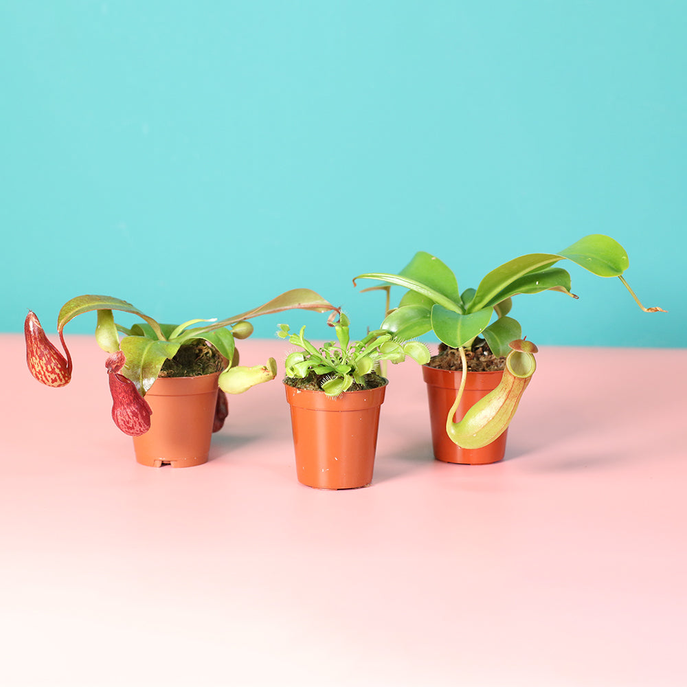 Trio of Terror Carnivorous Plant Bundle