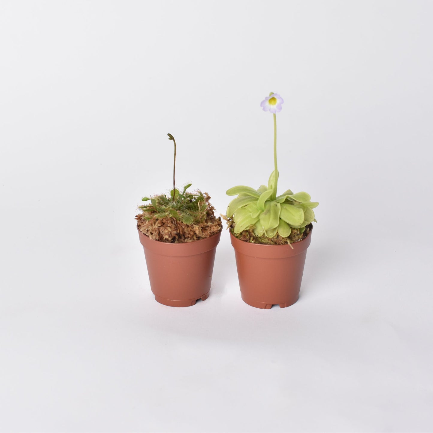 Trap Stars Duo Carnivorous Plant Bundle