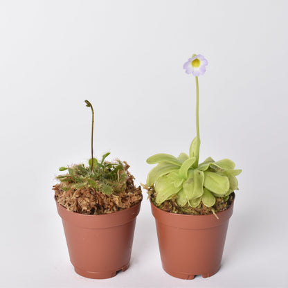 Trap Stars Duo Carnivorous Plant Bundle