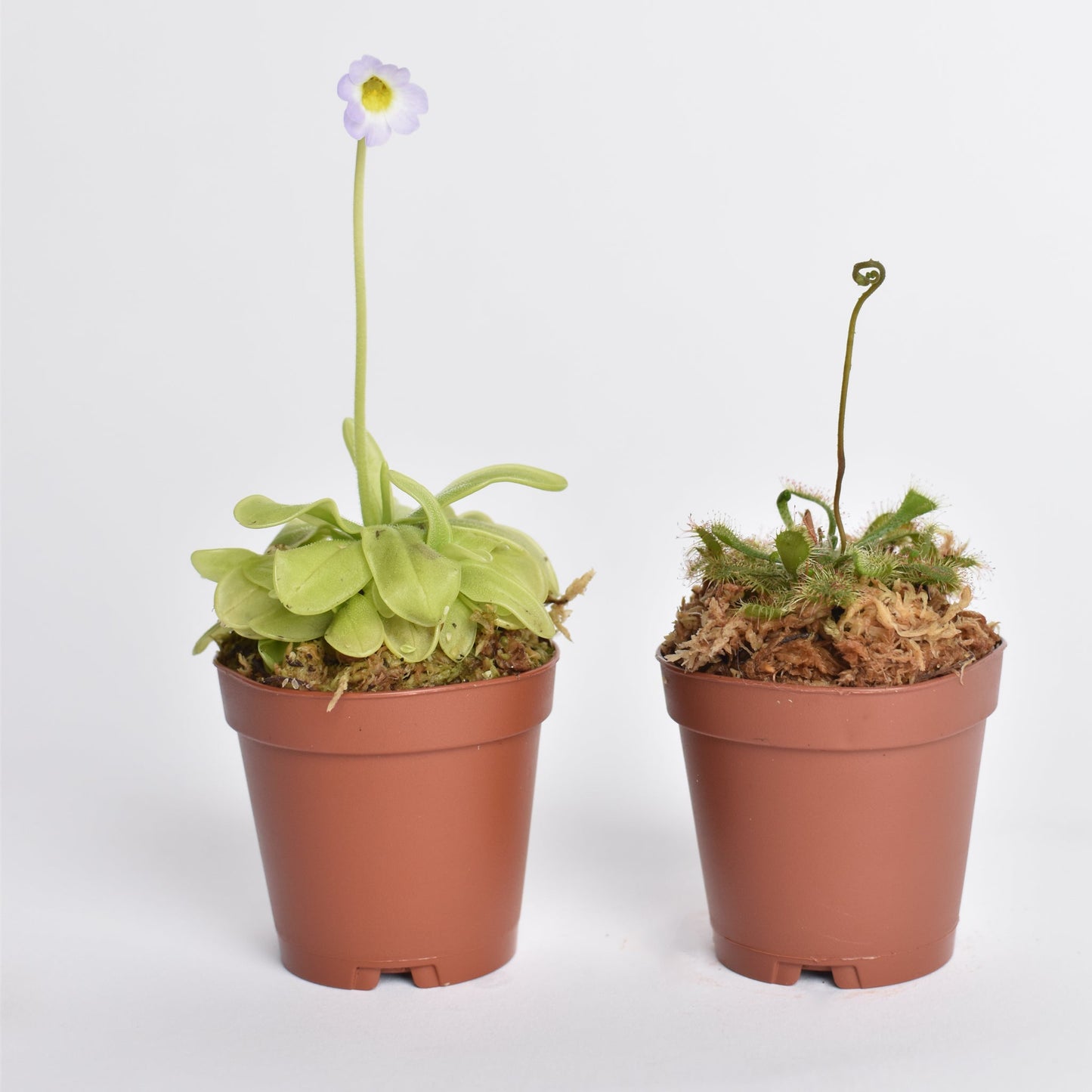 Trap Stars Duo Carnivorous Plant Bundle