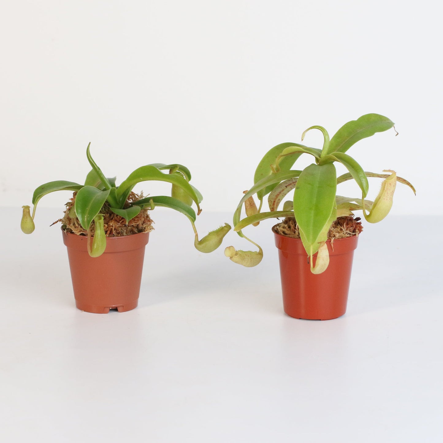 Trap Stars Duo Carnivorous Plant Bundle