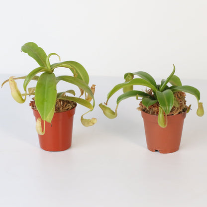 Trap Stars Duo Carnivorous Plant Bundle