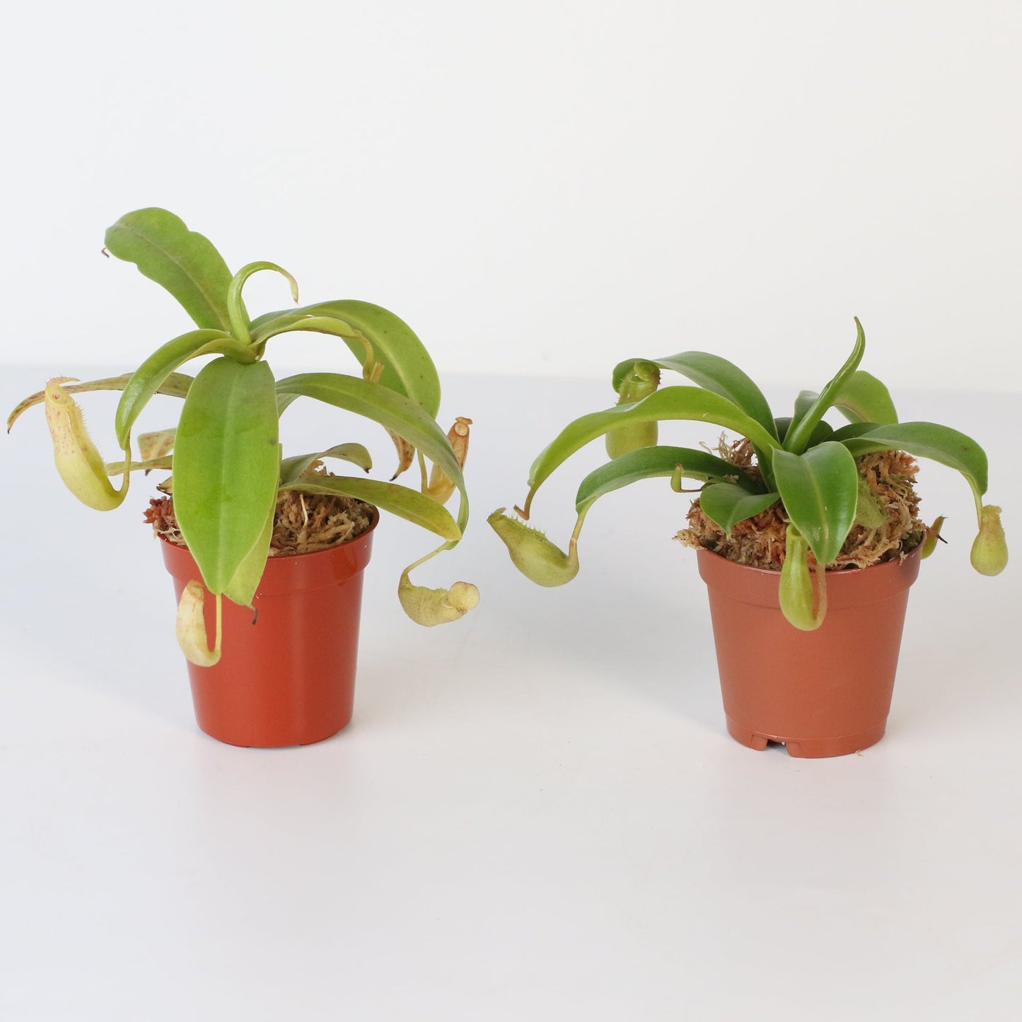 Trap Stars Duo Carnivorous Plant Bundle