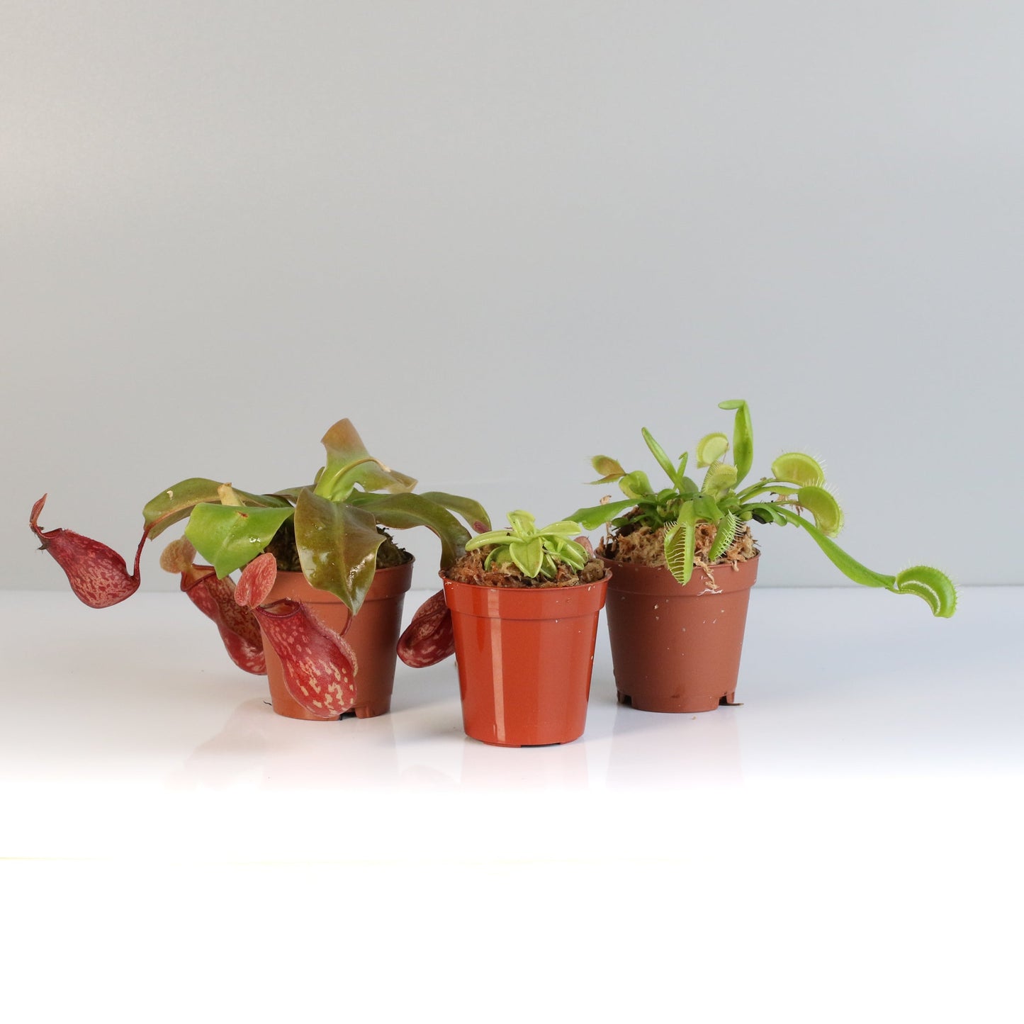 Trio of Terror Carnivorous Plant Bundle