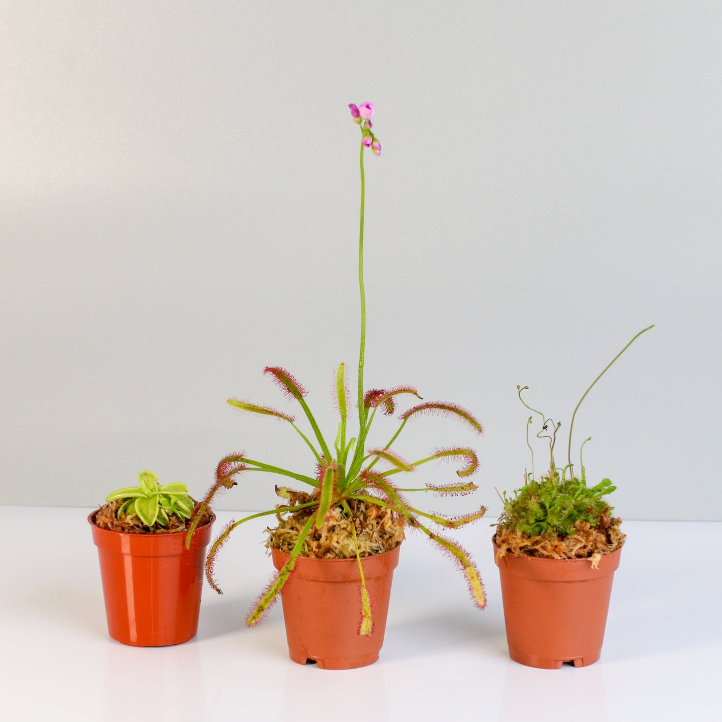 Trio of Terror Carnivorous Plant Bundle