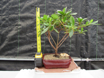 Purple Tropical Azalea Bonsai Tree