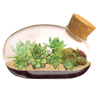 The Succulent Star Mouse Garden Glass Terrarium with Cork