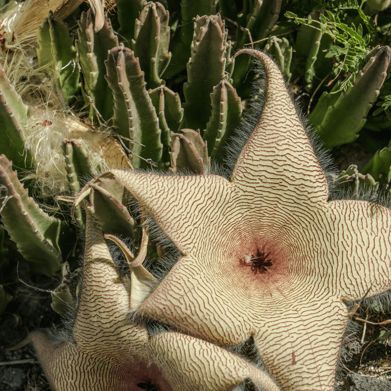 Stapelia Gigantea Zulu Giant Stafish Succulent