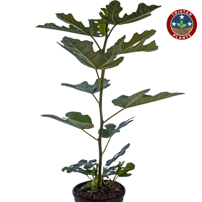 Fig 'Chicago Hardy'