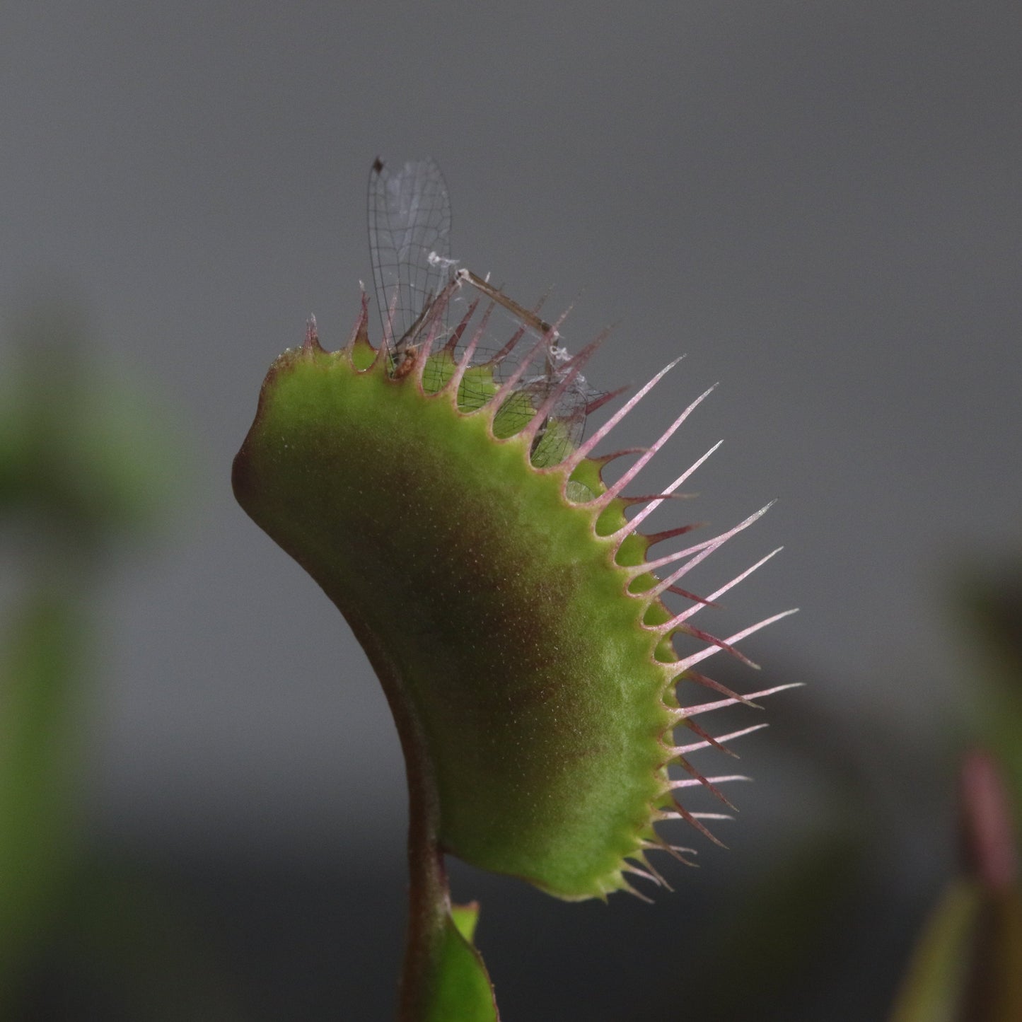 Carnivorous Carnival Plant Bundle