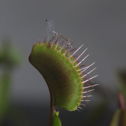 Carnivorous Carnival Plant Bundle