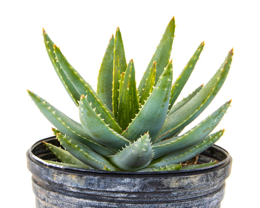 Aloe Brevifolia