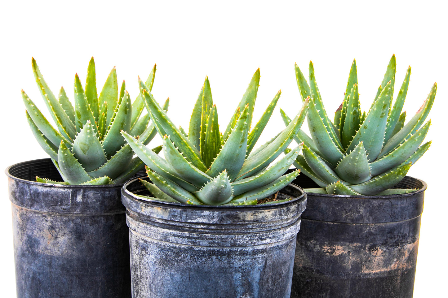 Aloe Brevifolia