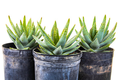 Aloe Brevifolia