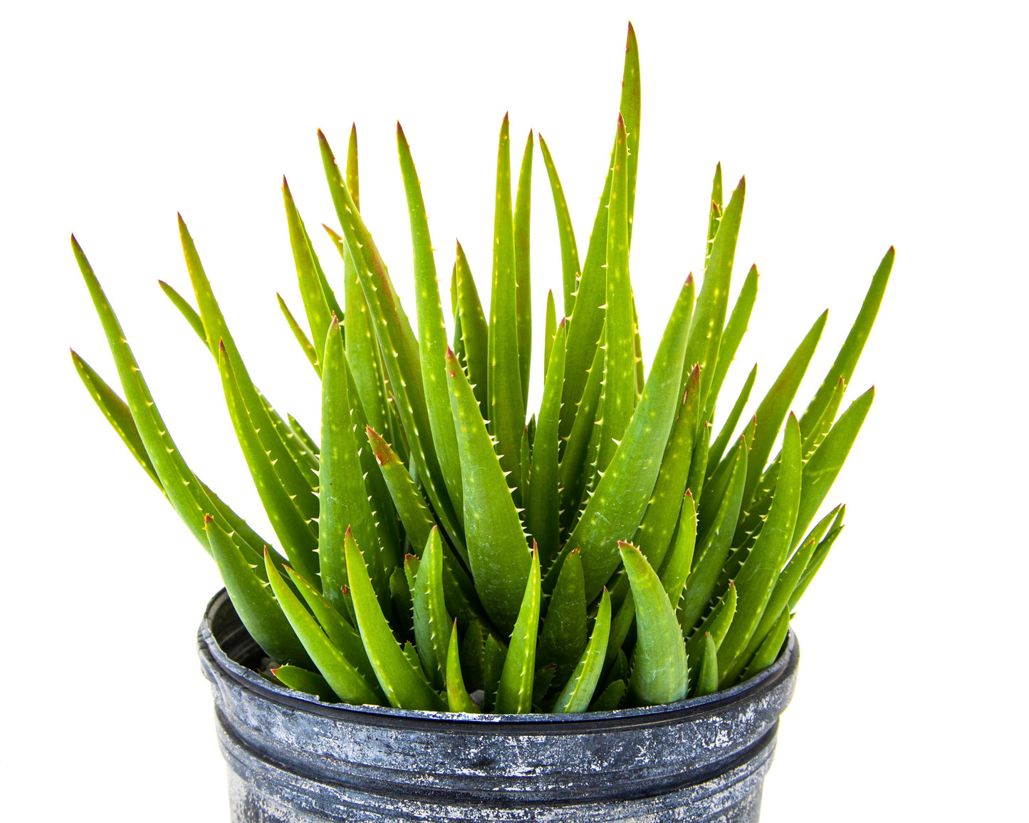 Aloe 'Crosby's Prolific'