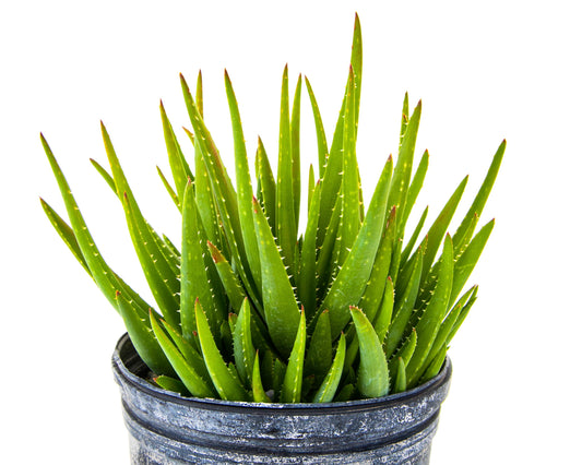 Aloe 'Crosby's Prolific'