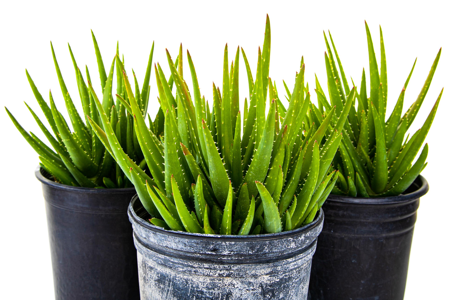Aloe 'Crosby's Prolific'