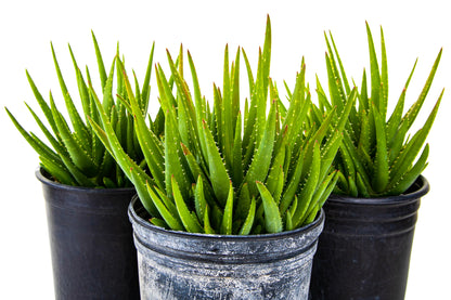 Aloe 'Crosby's Prolific'