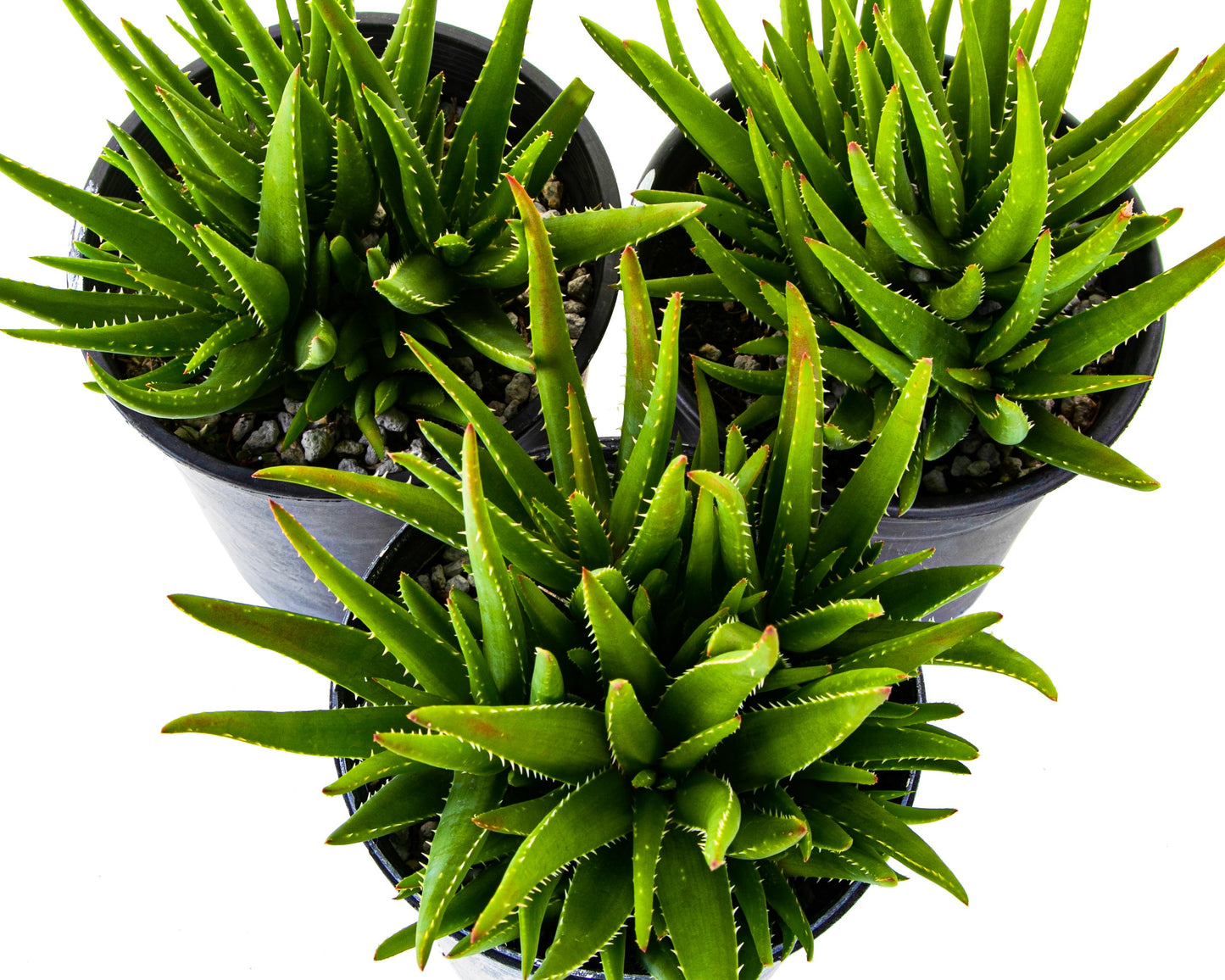 Aloe 'Crosby's Prolific'