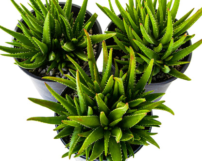 Aloe 'Crosby's Prolific'